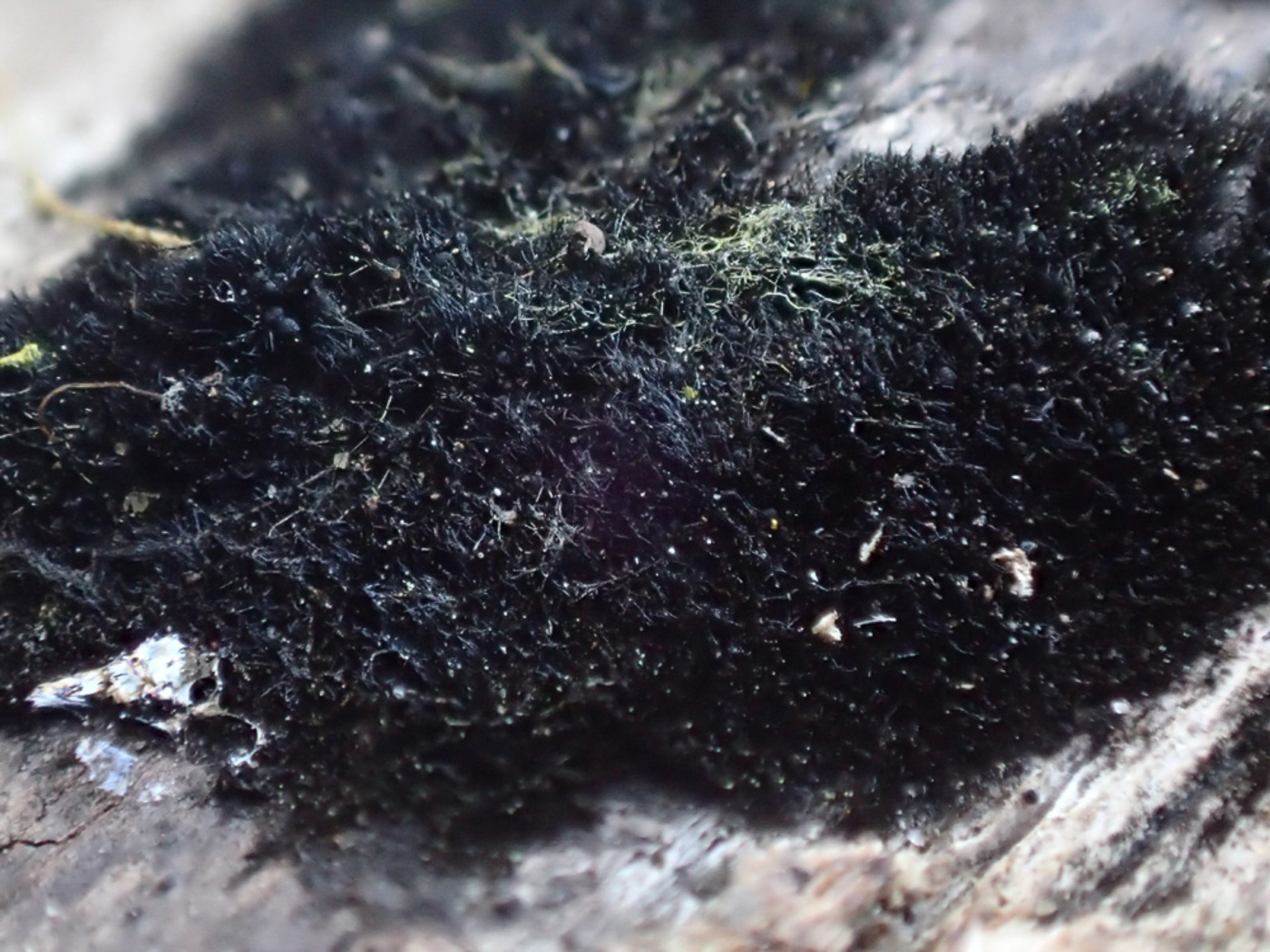 Photo © Sarah Ebdon Chaetosphaerella phaeostroma by Sarah Ebdon